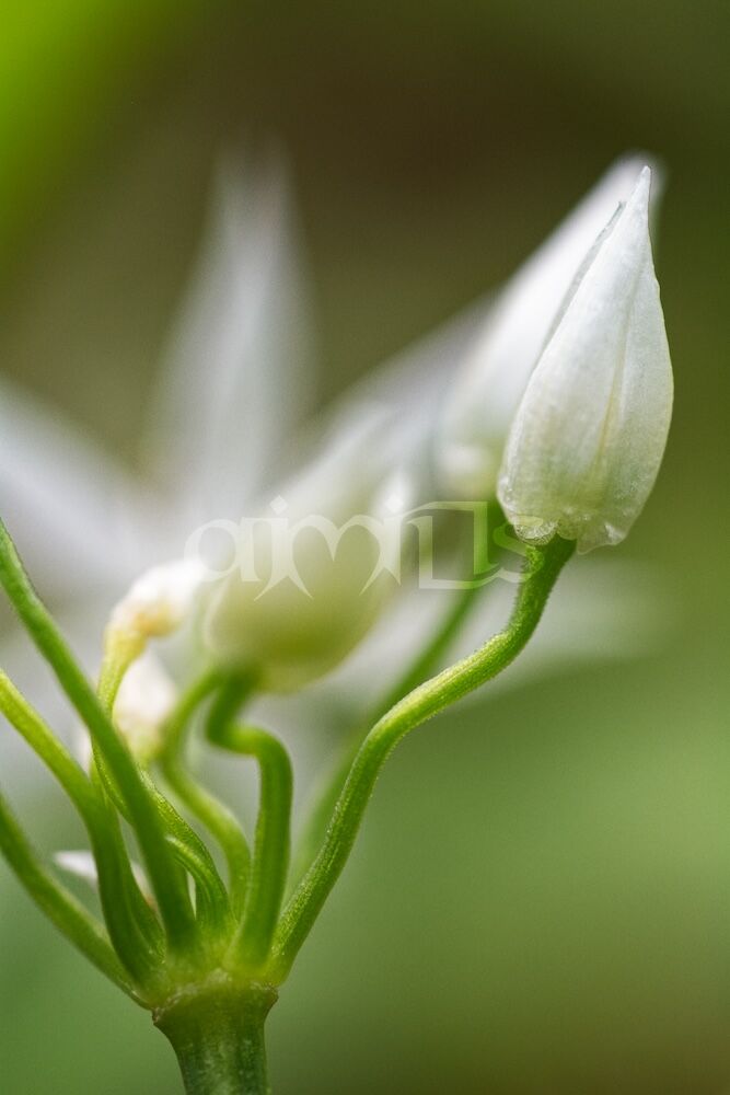 Twisty stemmed wild garlic buds