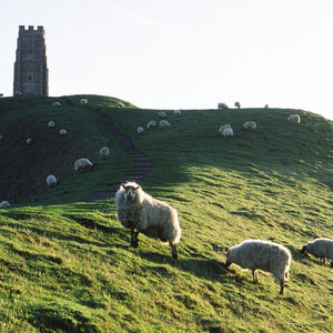 Glastonbury Tor Sheep A flock of sheep arranging themselves on Glastonbury Tor