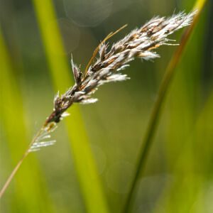 A single sunlit grass seed head