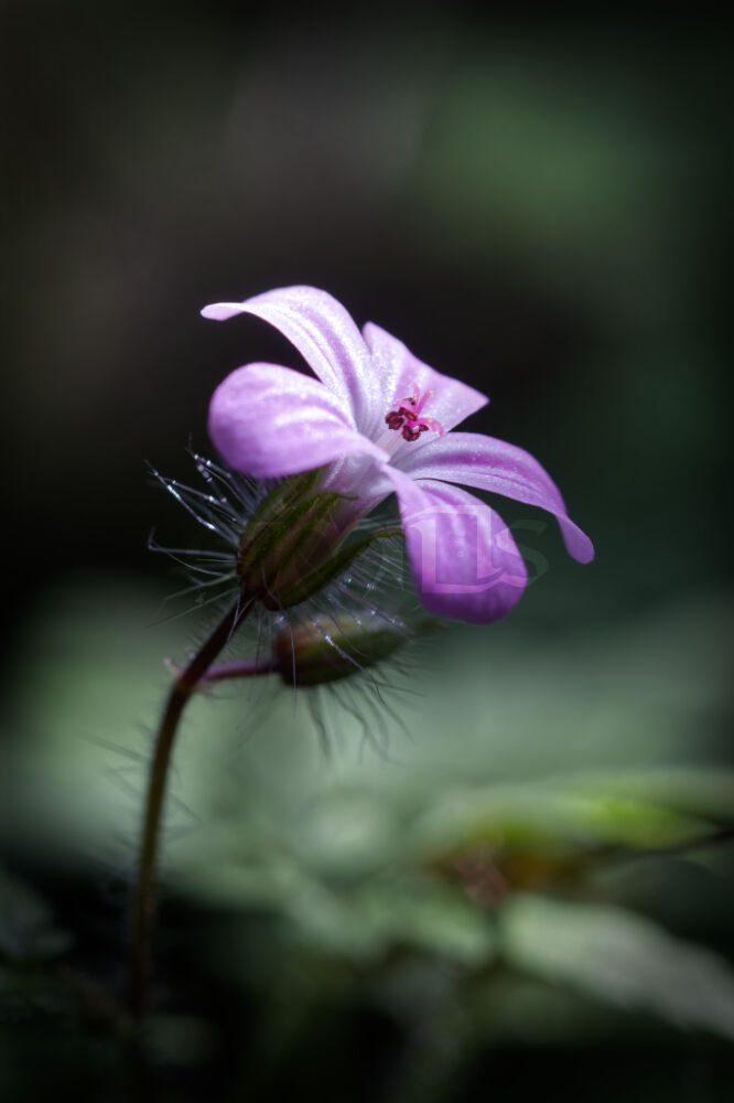 Herb Robert Flower in soft woodland light