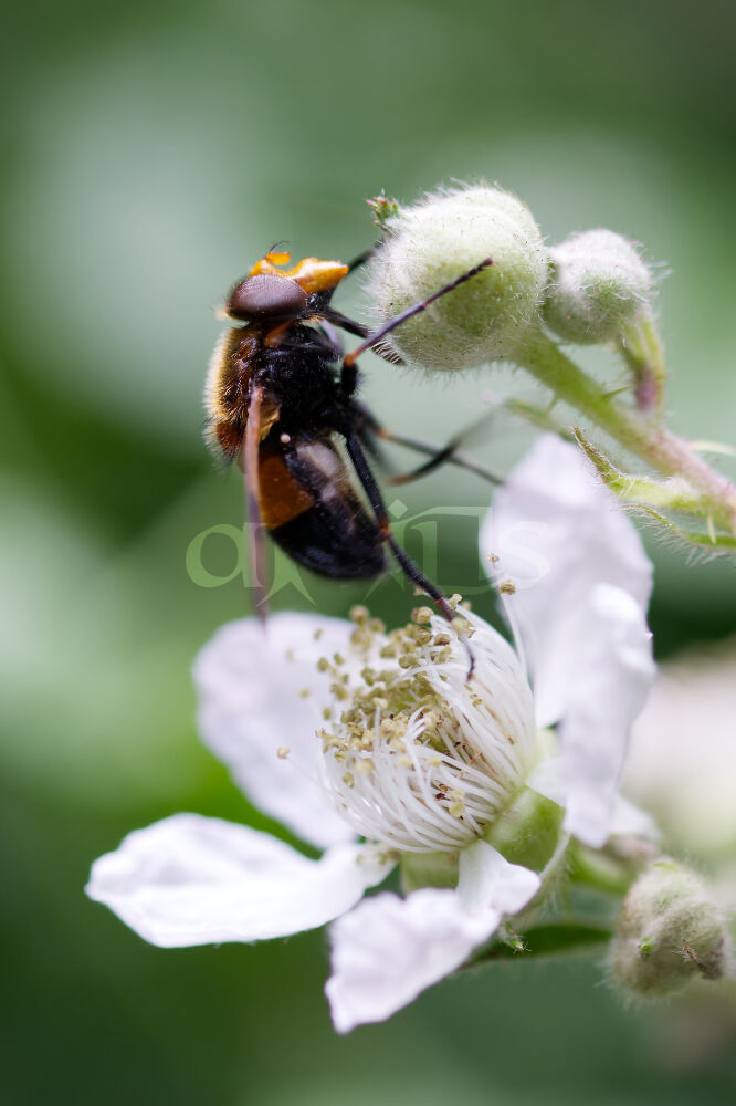 Hoverfly on a Blackberyy Flower