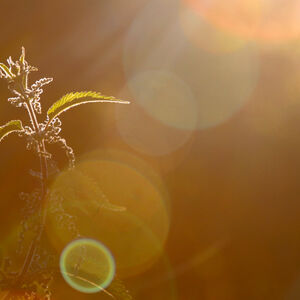 A single nettle and a burst of sunlight