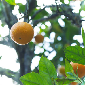 Fresh oranges on a tree