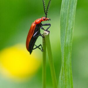 Red-Headed Cardinal Beetle A red-headed cardinal beetle surveying the world