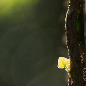 A tiny, yellow leaf reaches for the sun