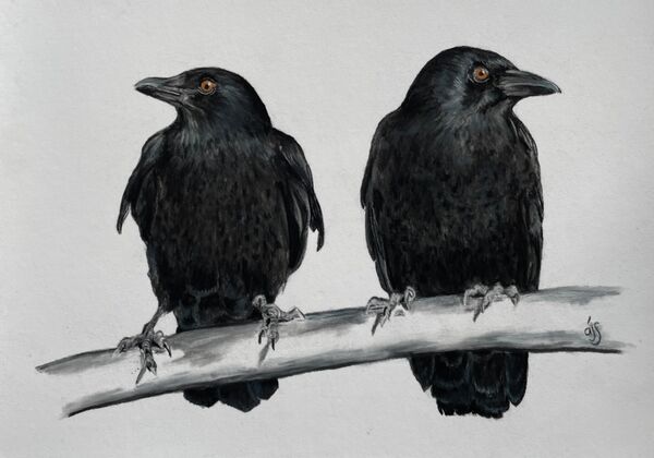 Stalemate. SOLD Royal Norfolk Show 2023