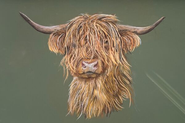 Bully for you (Hamish) SOLD