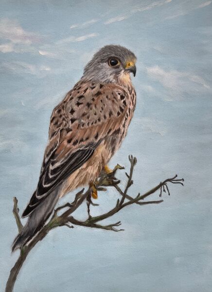 Kestrel SOLD The Apex Gallery, Bury St Edmunds