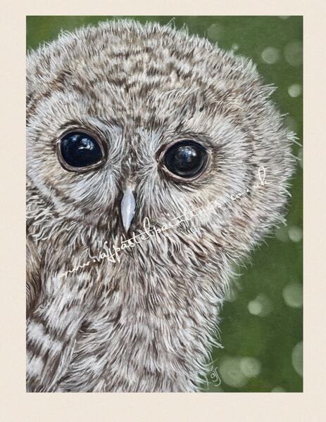 Tommy the Tawny SOLD Art Ludham 2023