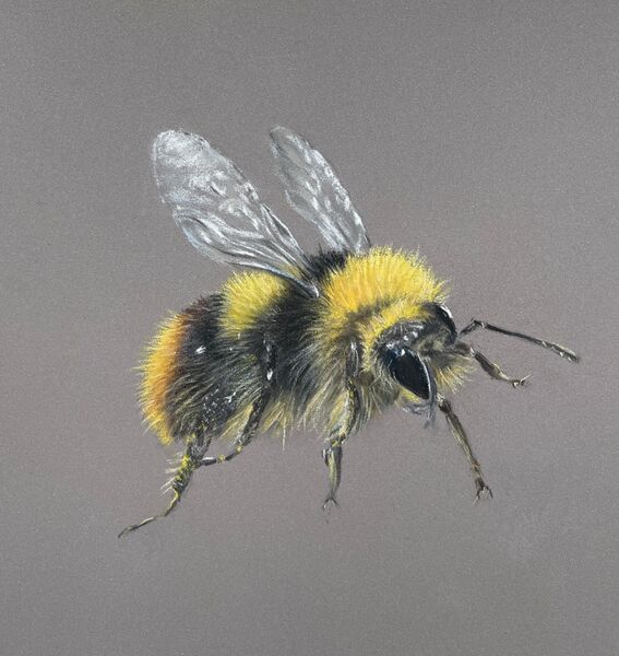 Buzzy Bee Sold Potter Heigham, Easter 2025