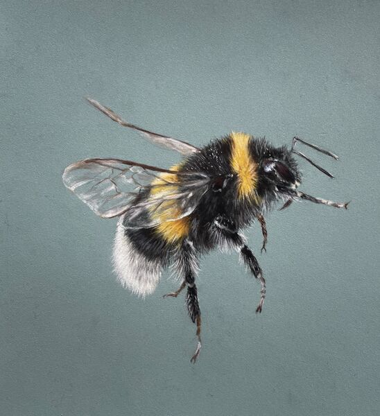 Bee Strong SOLD Royal Norfolk Show 2025