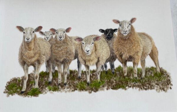 Ewe-nited We Stand SOLD Hempstead Arts Exhibition August 2025
