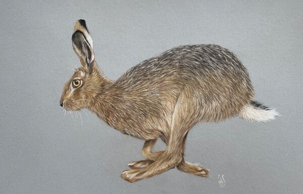 Hare in a Hurry Sold Allen Halle Gallery, Glandford 2025