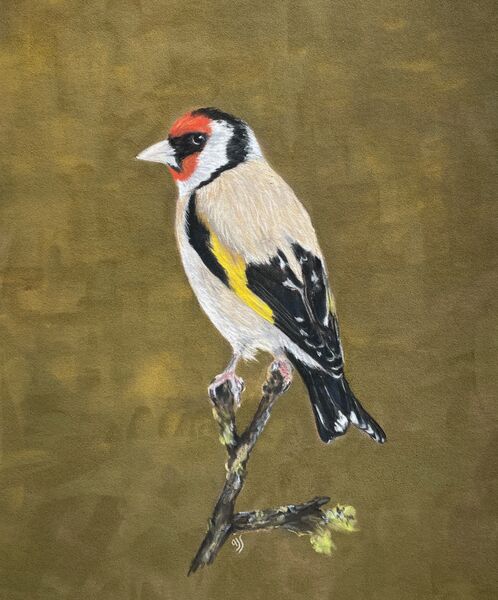 Goldfinch Sold Art Ludham 2024