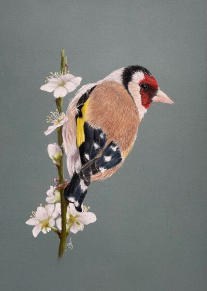 Goldfinch