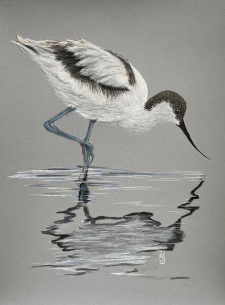 Avocet SOLD NWT CLEY November 2023