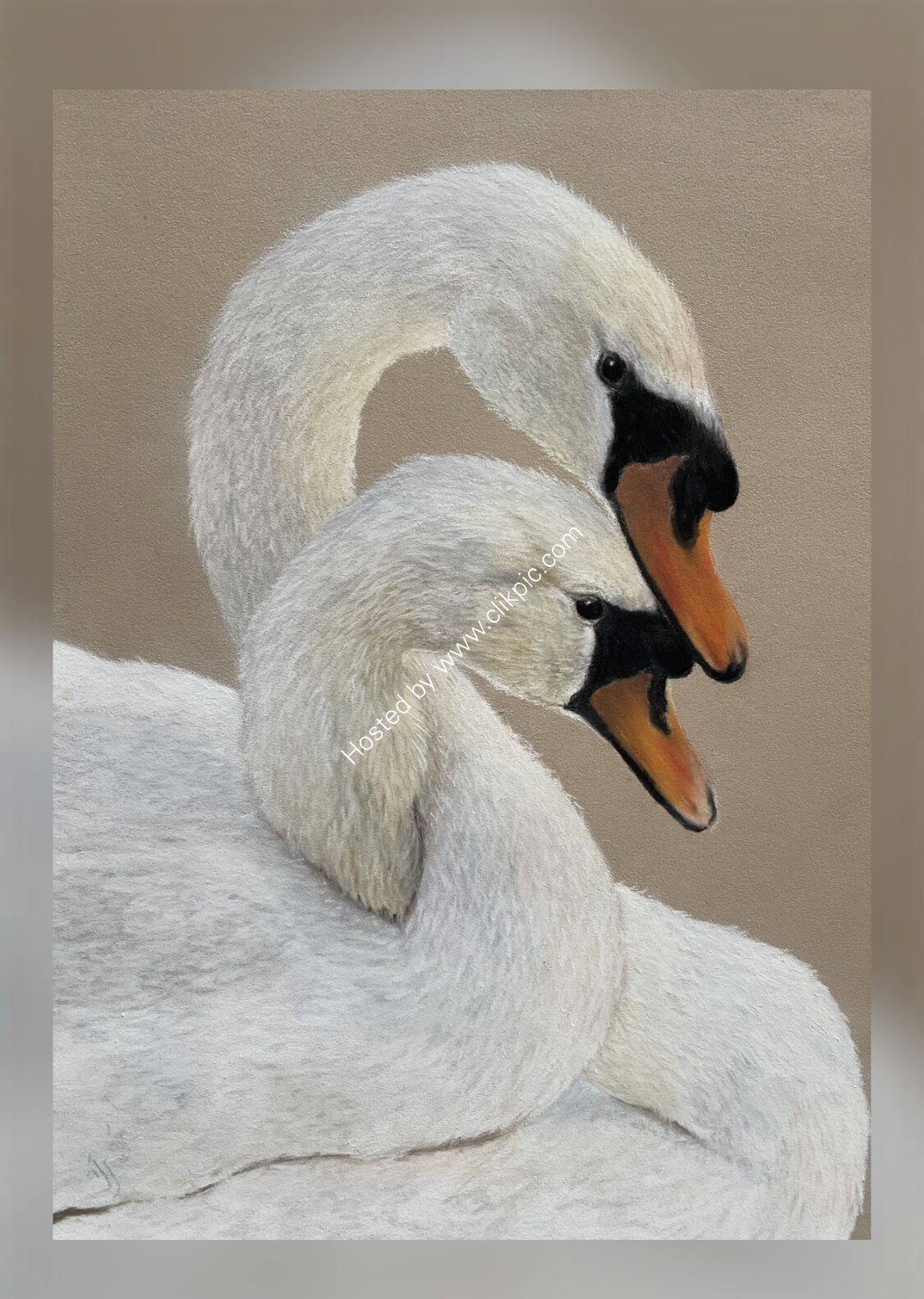 Entwined Swans