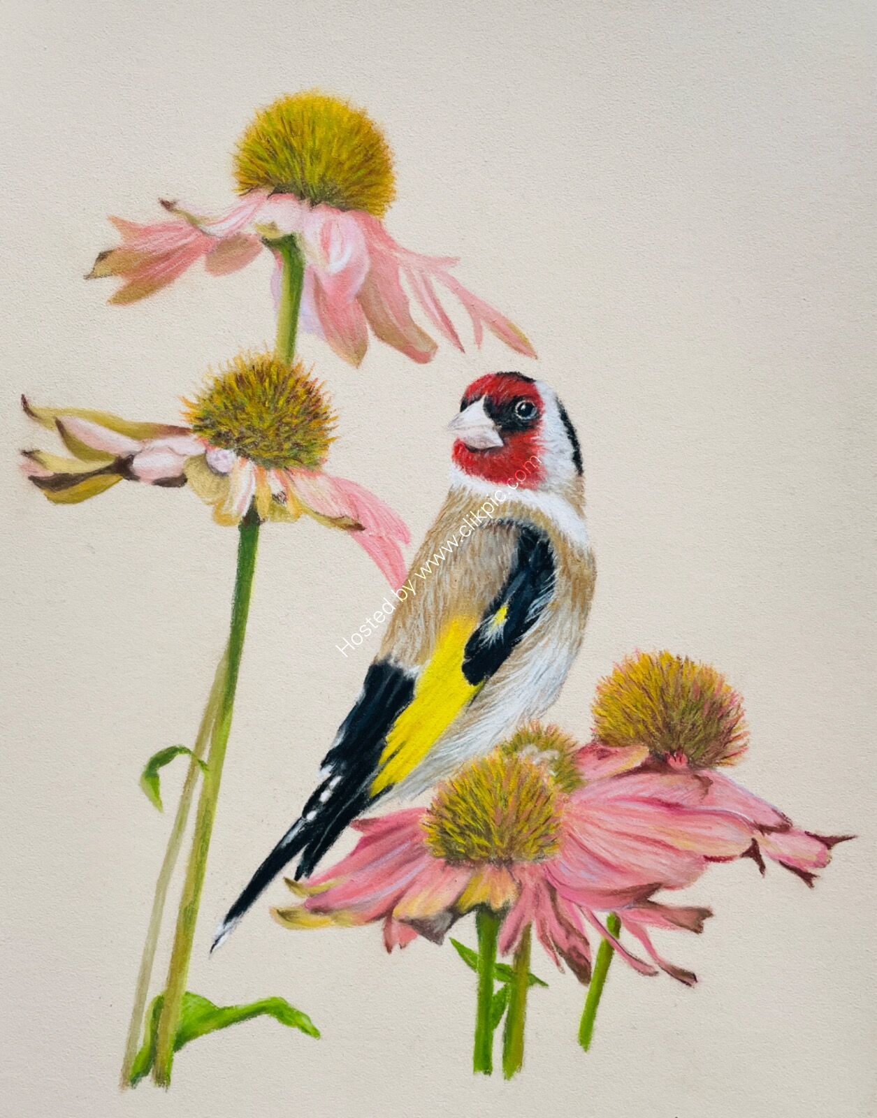 Goldfinch in Echinacea