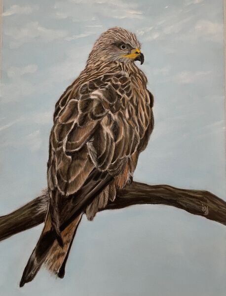 Red Kite SOLD