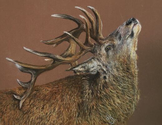 Wildlife &amp; Birds