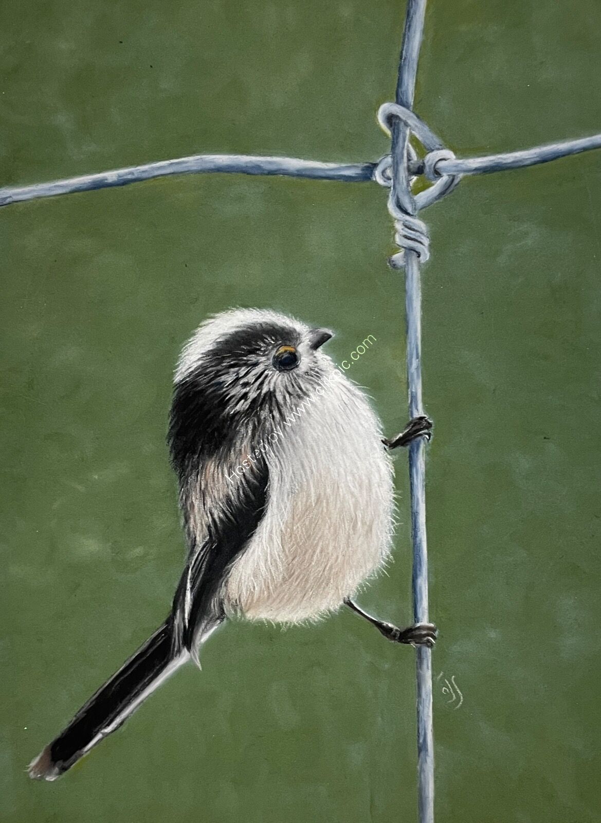 Long-tailed Tit