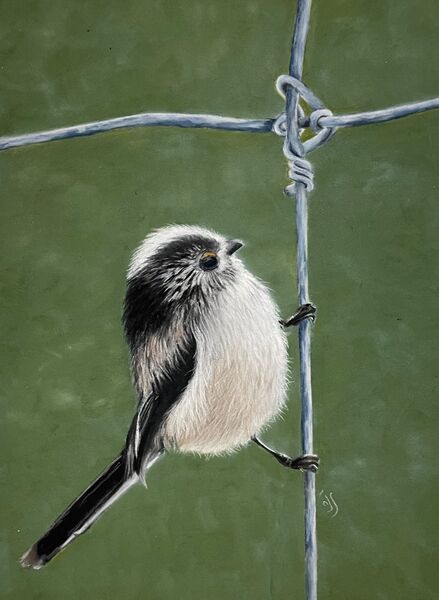 Long-tailed Tit