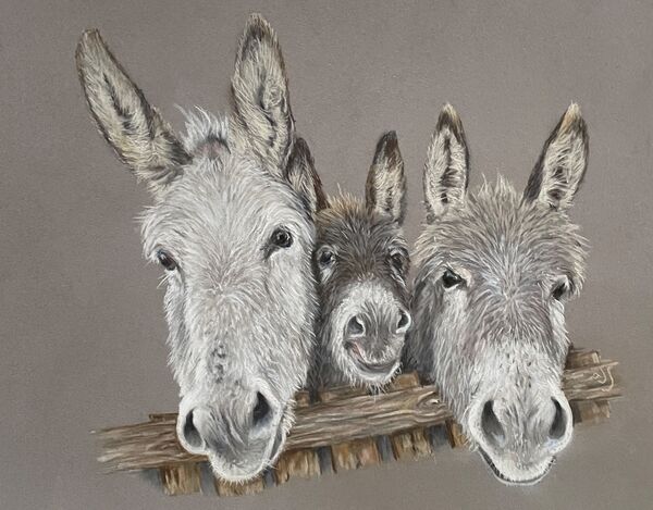 Hee Haw Hee Haw Hee Haw. SOLD Royal Norfolk Show 2024