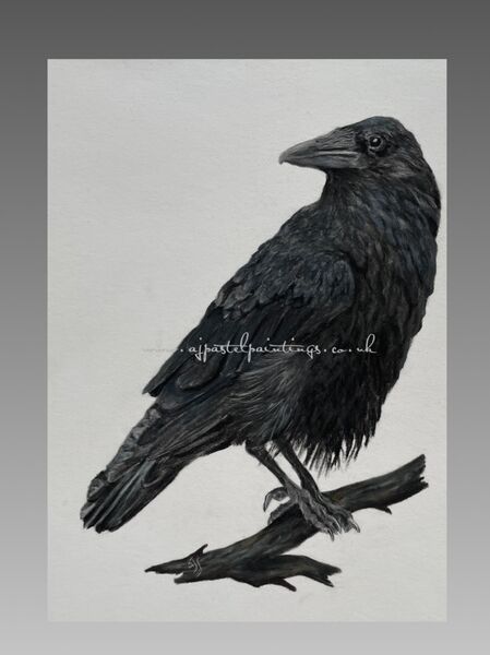Carrion Crow Sold Art Ludham 2024
