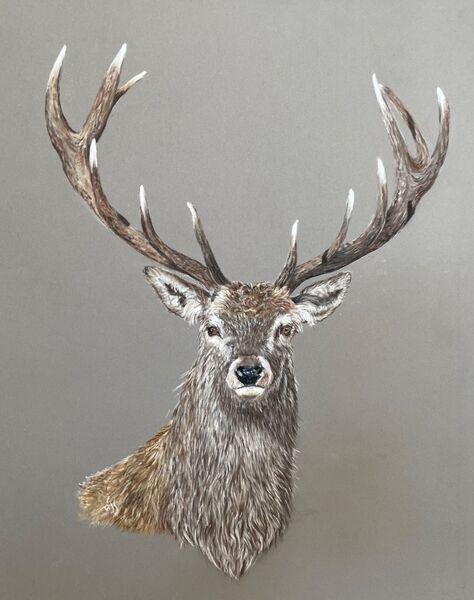 Stag’s Head SOLD August 2025, The Norfolk Gallery