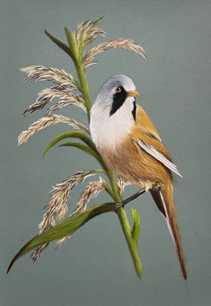 Bearded Tit SOLD Art Ludham 2024