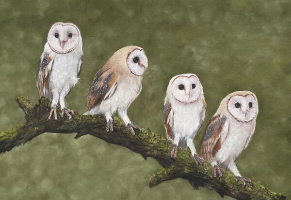 Owl Quartet