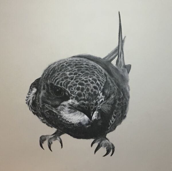 Brian the Swift SOLD