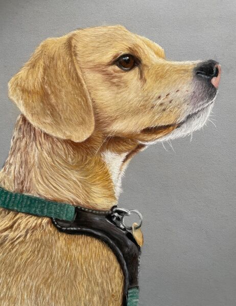 Timmy. A commission to celebrate the wedding of Timmy’s owners. Congratulations!