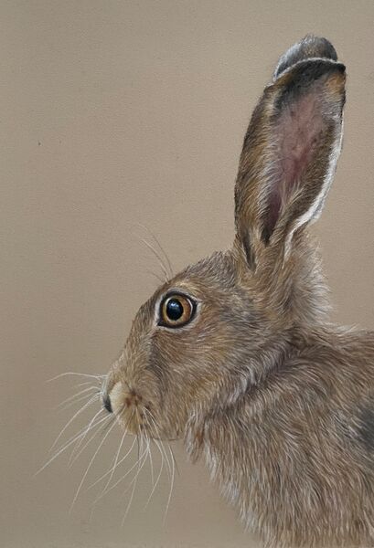 Harry Hare  SOLD Thorpe Market Feb 2025 Happy Birthday Caitlin!