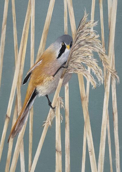 Bearded Reedling