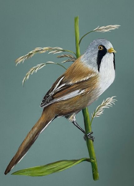 Bearded Tit. SOLD NWT Cley, November 2023