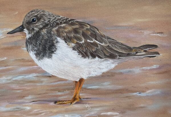 Turnstone