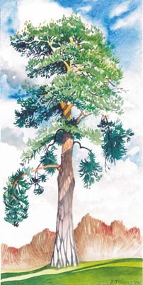 Scotch Pine tree - Kew Gardens, Richmond, Surrey, UK