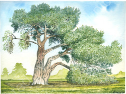 Stone Pine Tree - Kew Gardens, Richmond, Surrey UK