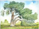 Stone Pine Tree - Kew Gardens, Richmond, Surrey UK