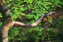 Conducting the forest!