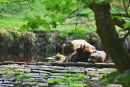 Mama Bear and  Baby Bear wade down river.