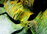 Cosmic - Cavern Creatures