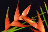 Heliconia