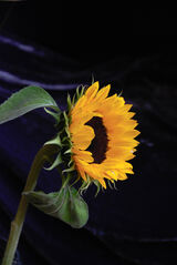 Reaching for the Sun