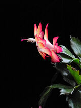 Schlumbergera bridgesii Schlumbergera bridgesii, Cactus