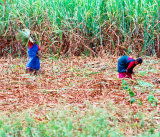 Sugar Cane Fields