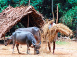 Feeding Cattle Outskirts Mysore