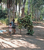 Coconut Stall
