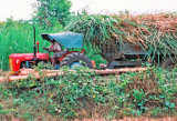 Transporting Sugar Cane